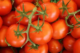 Tomato Plantation and Seed Treatment