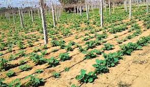 Brinjal Plantation