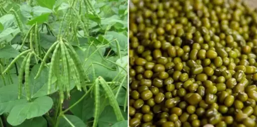 Moong Cultivation