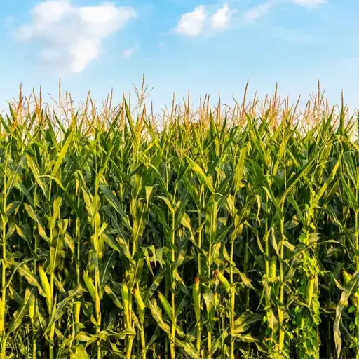 Maize Plantation