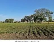 आलू की खेती