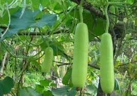 Pumpkin Seed Treatment