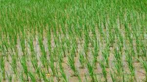 Paddy cultivation