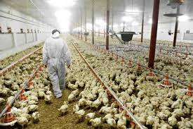Poultry