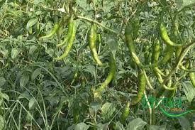 Chilli farming