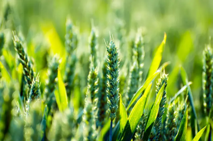 Agriculture